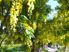 ちょっと贅沢なお花見に行こう！　ｉｎ　バンクーバー　☆１　思わぬＣクラスアップグレード＆お花見編　