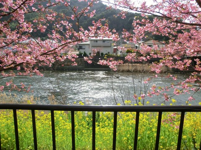 出産前最後のマタニティ旅行は、<br />迷いに迷って伊豆のアンダリゾートへ。<br /><br />ホテル内のサービスほとんどが料金に込み、という宿なのです。<br />ちょうど咲き始めた河津桜も楽しんできました♪<br />