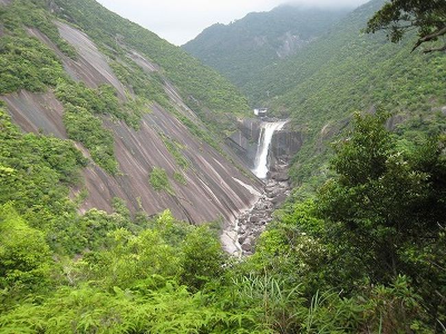 屋久島へ行ってきました。<br />本州からは行きにくい島ですが、クルーズ船で行くと、乗り換えなしでとても便利です。<br />「ぱしふぃっくびいなす」の船内は、とても快適。朝・昼・夕の食事は勿論、ティータイム、夜食と常に食べることができ、太って帰ってきました。<br />屋久島は雨の多い島で、島内観光の最後に雨に降られましたが、これも良い思い出です。<br />千尋の滝、ヤクスギランドと一通りの場所へはバスで行きました。