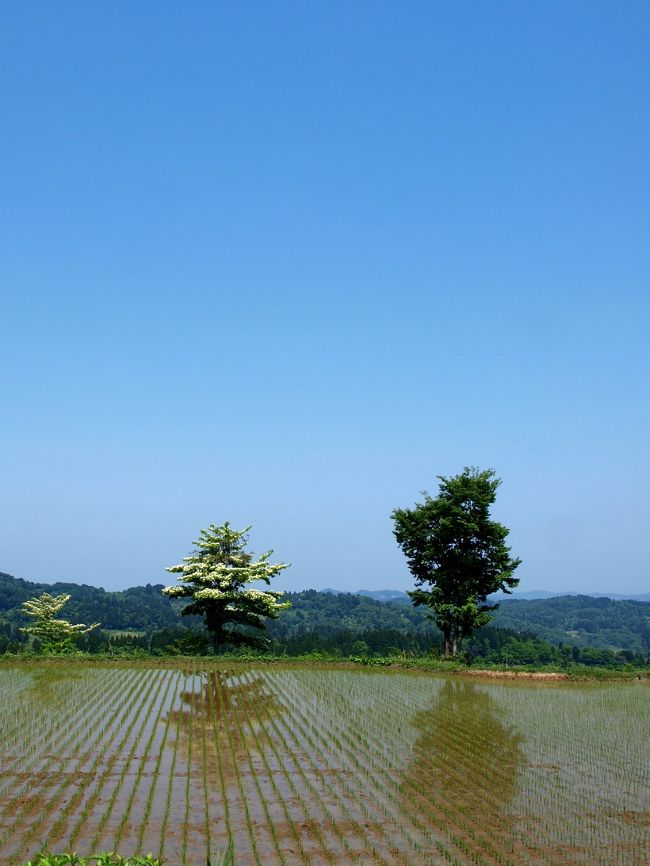越後の里山も新緑の季節をむかえ、とても清々しい週末散策の旅に出かけて来ました。五月晴れの週末の朝、越後山脈の「鋸山」(http://www.niigata-kankou.or.jp/nagaoka/kanko/institution/2266.html)の登山口を目指して運転を開始、(2週間前は残雪で通行止めでした)<br /> 登山口の駐車場に停め登山靴に履き替え登山道に向かいました。しかしまだ残雪が多かったので沢づたいに登ることにしました。25分位沢を注意深く登りようやく尾根にたどり着きました。そこから1時間ほどで山頂に到着、田植えが終わった越後平野が一望でき一休み。<br /> 下山し関越道で堀之内ICで降りinter近くにある「根小屋花と緑と雪の里」(http://www.city.uonuma.niigata.jp/modules/outlinetopic/index.php?content_id=171)の芝桜まつりを楽しみ、国道252号線から117線で十日町を通過、国道353線で松之山(http://ja.wikipedia.org/wiki/%E6%9D%BE%E4%B9%8B%E5%B1%B1%E6%B8%A9%E6%B3%89)に向かいました。時々訪ねている温泉ですが今回は「ちとせ」(http://www.chitose.tv/)さんに・・・・。<br /> 近くのある「美人林」その後松代地区の棚田(http://www.tokamachishikankou.jp/modules/content01/index.php?content_id=16)を楽しみました。<br />