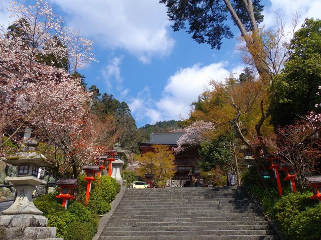 叡山電鉄乗るが目的だったので今回鞍馬寺はちょいと寄っただけ。<br />桜はまだ残っていました。