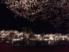 夜桜