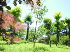 初夏の森林公園