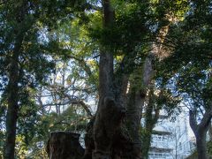 熱海/伊豆多賀/網代ぐるり旅【1】～樹齢2000年以上の長寿・成就の神木～来宮神社