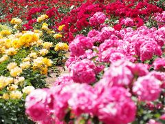 在る初夏の休日に、「花の女王」の咲き誇る姿を愛でる～2013 「谷津バラ園」・春薔薇観賞記～