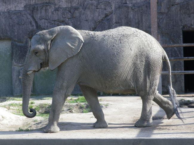 5月最後の31日に天候が良かったので東武動物公園に行ってみました、園内は時期的にお花が殆どなく、かろうじてつつじが咲いていました。<br /><br />動物園と遊園地が一緒になってますので、幼稚園や小学校低学年の遠足に利用されているようです。<br /><br />平日ですので人は少なくゆとりを持って見ることが出来ました。