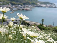 因島に咲く除虫菊の花