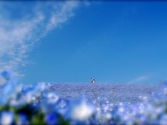 ～空と大地がつながる場所＊ひたち海浜公園～ネモフィラの丘で青堪能の旅