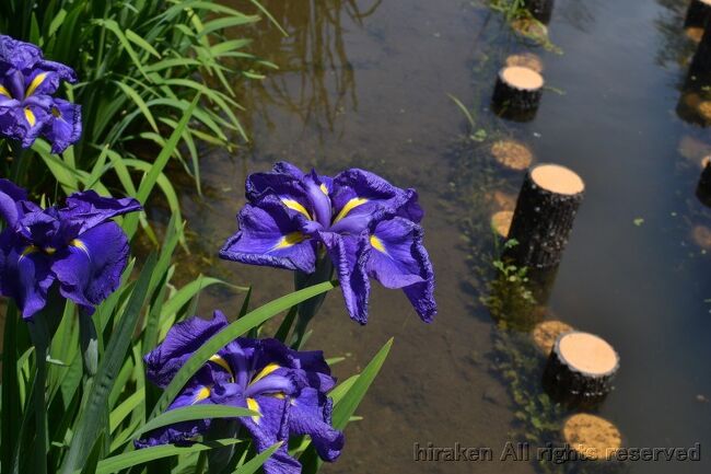 枚方市にある府営公園。菖蒲に少し早かったかな。でも、若くて元気な切れ味のある良い色だった。天候も梅雨なのに恵まれた。