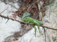 コスタリカ　パロ・ベルデ国立公園