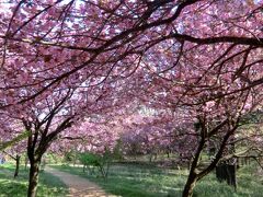 高崎自然の森 芝桜より八重桜が見ごろ。そして、筑波山麓の山桜