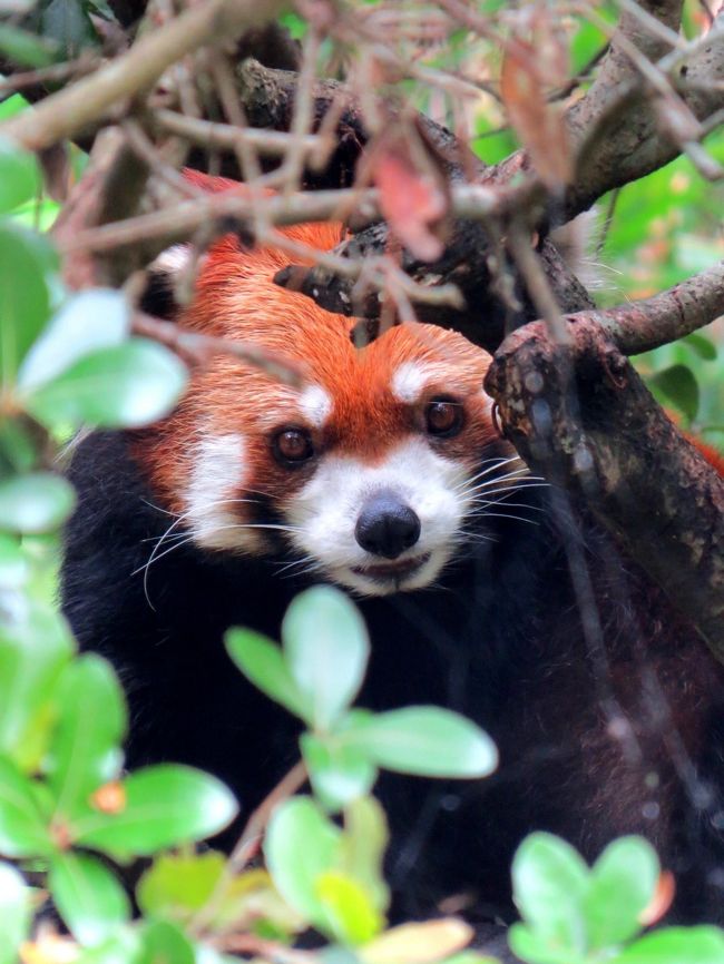 鹿児島市平川動物公園で新入りのお婿さんスバル君に無事に会えた（旅行記→http://4travel.jp/traveler/jillluka/album/10781254/）ので、帰りの飛行機まであまり時間はありませんが、急ぎ宮崎市フェニックス自然動物園に向かうことにしました。<br />フェニックス自然動物園にが、直近では今年のお正月に訪問し、リンリンおばあちゃん、フランツちゃん、そして、１２月にひらかたパークから移動してきたシンシン君が元気に暮らしているを見ることができました。<br />しかし、最近、シンシン君が若くして天国に旅立ったとの悲しい噂を聞いたのです・・・。<br />今回の訪問は、この公式ＨＰに載っていない情報が正しいのかを確かめ、もし正しければ彼のご冥福をお祈りするのが目的です。<br /><br /><br />これまでのレッサーパンダ旅行記はこちらからどうぞ→http://4travel.jp/traveler/jillluka/album/10652280/ <br />