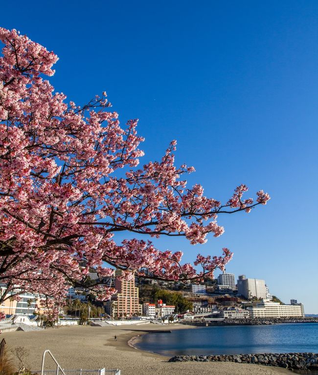 伊豆国、駿河国、遠江国の3国に分かれていた東西に広大な県。<br />静岡県のシンボル(富士山)(伊豆半島)(駿河湾)(御前崎)に基づき県旗もデザインされ、富士山観光から熱海・伊豆半島の温泉街、伊豆半島から沼津・焼津までの漁港、浜名湖など太平洋と富士山等の山々に囲まれた自然豊かな観光名所が多くあります。国宝久能山東照宮、標高3,776 mの日本最高峰、日本三名山、日本百名山、日本の地質百選に選定されている特別名勝富士山、日本の滝百選の白糸の滝、日本観光地百選の日本平、日本新三景・日本三大松原の三保の松原、平成の名水百選の湧玉池、日本五大桜の狩宿の下馬ザクラ、その他国の名勝に指定された柴屋寺・清見寺・臨済寺・龍潭寺・楽寿園の庭園等があります。見所満載のふじのくにをぐるりと巡っていました。<br /><br />□■□■□■□■□■□■□■□■□■□■□■□■□■□■□■<br /><br />熱海/伊豆多賀/網代をぐるりと巡る旅。夏は涼しく冬は暖かく温泉もあり熱海線開通後は保養地として発展を遂げた熱海。東京近郊のため日帰り観光客も足を運ぶことから東京の奥座敷とも呼ばれています。国指定天然記念物の大楠がある来宮神社、ライトアップされる熱海サンビーチ、年数十回開催される熱海海上花火大会、艶やかな梅が咲き誇る熱海梅園、熱海市街地を一望できる熱海城など温泉だけではない観光名所が多くあります。南熱海の温泉地の伊豆多賀・網代は干物銀座やわかめまつりなどの漁港と温泉の町らしいイベントや名所があります。明治初期頃から一大保養地として発展した熱海/伊豆多賀/網代エリアをぐるりと巡ってみました。<br /><br />□■□■□■□■□■□■□■□■□■□■□■□■□■□■□■<br /><br />熱海/伊豆多賀/網代ぐるり旅、今回は熱海サンビーチへ行って来ました。熱海サンビーチは夏は海水浴客で賑い、毎日日没後はライトアップされることでも知られています。訪れた時は早咲きの熱海桜が満開で熱海サンビーチの砂浜と満開の桜の景観は素晴らしいの一言でした。熱海サンビーチは年間複数回の花火大会が実施されているため次回は夜の熱海を楽しみに訪れたいですね。<br /><br />□■□■□■□■□■□■□■□■□■□■□■□■□■□■□■<br /><br />＜熱海サンビーチ＞<br />静岡県熱海市東海岸町<br />http://www.ataminews.gr.jp/kankou/15.html<br /><br />□■□■□■□■□■□■□■□■□■□■□■□■□■□■□■<br /><br />＜ふじのくに静岡ぐるり旅＞<br />【1】河津桜まつり2011　かじやの桜・原木<br />http://4travel.jp/traveler/dekadora/album/10552517/<br />【2】河津桜まつり2011　河津川沿い<br />http://4travel.jp/traveler/dekadora/album/10552603/<br />【3】杉桙別命神社の大クス <br />http://4travel.jp/traveler/dekadora/album/10552683/<br />【4】河津七滝<br />http://4travel.jp/traveler/dekadora/album/10552684/<br />【5】老舗旅館玉峰館と峰温泉大噴湯公園<br />http://4travel.jp/traveler/dekadora/album/10552687<br />【6】三嶋大社<br />http://4travel.jp/traveler/dekadora/album/10636822/<br />【7】楽寿園<br />http://4travel.jp/traveler/dekadora/album/10637264/<br />【8】白滝公園＆三島グルメ鰻「高田屋」<br />http://4travel.jp/traveler/dekadora/album/10637289/<br />【9】平成名水100選「源兵衛川」<br />http://4travel.jp/traveler/dekadora/album/10637293/<br />【10】日本名水100選「柿田川湧水群」<br />http://4travel.jp/traveler/dekadora/album/10637296/<br />【11】旧沼津御用邸<br />http://4travel.jp/traveler/dekadora/album/10637590/<br />【12】大型展望水門「びゅうお」<br />http://4travel.jp/traveler/dekadora/album/10637601/<br />【13】沼津漁港＆港八十三番地<br />http://4travel.jp/traveler/dekadora/album/10637616/<br />【14】HOTEL MIWA<br />http://4travel.jp/traveler/dekadora/album/10637625/<br />【15】日本平ロープウェイ<br />http://4travel.jp/traveler/dekadora/album/10637635/<br />【16】久能山東照宮<br />http://4travel.jp/traveler/dekadora/album/10637667/<br />【17】日本平動物園①<br />http://4travel.jp/traveler/dekadora/album/10637674/<br />【18】日本平動物園②<br />http://4travel.jp/traveler/dekadora/album/10637705/<br />【19】エスパルスドリームプラザ<br />http://4travel.jp/traveler/dekadora/album/10637744/<br />【20】ちびまる子ちゃんランド<br />http://4travel.jp/traveler/dekadora/album/10637754/<br />【21】清水すしミュージアム<br />http://4travel.jp/traveler/dekadora/album/10637768/<br />【22】時之栖ILLUMINATION2011-2012 WINTER <br />http://4travel.jp/traveler/dekadora/album/10639084/<br />【23】伊豆洋らんパーク　トロピカリウム<br />http://4travel.jp/traveler/dekadora/album/10761034/<br />【24】韮山反射炉<br />http://4travel.jp/traveler/dekadora/album/10761279/<br />【25】浄蓮の滝<br />http://4travel.jp/traveler/dekadora/album/10761925/<br />【26】白壁荘<br />http://4travel.jp/traveler/dekadora/album/10762555/<br />【27】湯道＆出合橋<br />http://4travel.jp/traveler/dekadora/album/10763993/<br />【28】修善寺[紅葉]<br />http://4travel.jp/traveler/dekadora/album/10764387/<br />【29】竹林の小径＆独鈷の湯<br />http://4travel.jp/traveler/dekadora/album/10764934/<br />【30】伊豆パノラマパーク<br />http://4travel.jp/traveler/dekadora/album/10765581/<br />【31】爪木崎(水仙まつり)[前編]<br />http://4travel.jp/traveler/dekadora/album/10774339/<br />【32】爪木崎(水仙まつり)[後編] <br />http://4travel.jp/traveler/dekadora/album/10775449/<br />【33】道の駅　開国下田みなと＆まどが浜海遊公園 <br />http://4travel.jp/traveler/dekadora/album/10776255/<br />【34】ペリーロード <br />http://4travel.jp/traveler/dekadora/album/10776763/ <br />【35】長楽寺＆了仙寺＆宝福寺<br />http://4travel.jp/traveler/dekadora/album/10777248/<br />【36】竜宮窟＆サンドスキー場<br />http://4travel.jp/traveler/dekadora/album/10778457/ <br />【37】来宮神社 <br />http://4travel.jp/traveler/dekadora/album/10780264/<br />【38】親水公園ムーンテラス<br />http://4travel.jp/traveler/dekadora/album/10780772/<br />【39】熱海サンビーチ<br />http://4travel.jp/traveler/dekadora/album/10781297/ <br />【40】熱海梅園[前編]<br />http://4travel.jp/traveler/dekadora/album/10781791/ <br />【41】熱海梅園[後編]<br />http://4travel.jp/traveler/dekadora/album/10782664/ <br />【42】糸川桜祭り2013<br />http://4travel.jp/traveler/dekadora/album/10783630/ <br />【43】伊豆山神社<br />http://4travel.jp/traveler/dekadora/album/10784321/<br />【44】起雲閣<br />http://4travel.jp/traveler/dekadora/album/10785133/<br />【45】熱海城<br />http://4travel.jp/traveler/dekadora/album/10785482/<br />【46】河津さくらまつり2013[前編]<br />http://4travel.jp/traveler/dekadora/album/10786520/ <br />【47】河津さくらまつり2013[後編]<br />http://4travel.jp/traveler/dekadora/album/10787917/ <br />【48】稲取つるし雛まつり2013[前編]<br />http://4travel.jp/traveler/dekadora/album/10788505/ <br />【49】稲取つるし雛まつり2013[後編]<br />http://4travel.jp/traveler/dekadora/album/10789209/ <br />【50】みなみの桜と菜の花まつり2013[前編]<br />http://4travel.jp/traveler/dekadora/album/10790946/ <br />【51】みなみの桜と菜の花まつり2013[後編]<br />http://4travel.jp/traveler/dekadora/album/10791647/<br />【52】石廊崎<br />http://4travel.jp/traveler/dekadora/album/10792830/ 