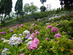 茂原へ紫陽花を見に行ってきました