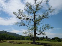 奈良の魅力は咲く花の　(3)  最終日は奥飛火野～大和郡山・薬園寺へ