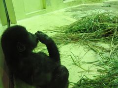 京都市動物園のゴリラの赤ちゃん　ゲンタロウ君に会いに！