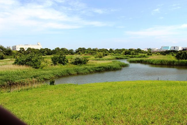 大森の辺りは行ったことがなく、土地勘もありません。<br />前にテレビで見て存在を知った東京港野鳥公園ですが、野鳥観察ができるところってどんな感じかなあと、ウォーキングとカメラの練習を兼ねて日曜日に夫と行ってみました。<br />公園は大田市場に隣接していますが、日曜日は市場がお休みのためバスの本数がすごく少ない。それを知らずに行ってしまい、ＪＲ大森駅でまず戸惑い、３０分以上駅前をうろうろ。帰りもバスの時間が気になってしまいました。（たぶん２時間に1本くらいだったような）行くなら平日、と思いました。<br /><br />花の時期ではないので花はほとんどなく、鳥たちも季節のせいか時間帯のせいか、カワウとサギくらいしか見られませんでした。望遠レンズを買ったのに、持っていくのを忘れたため、野鳥の写真もほとんどない＾＾。<br /><br />しかし、観察小屋で静かに野鳥観察をしている人々がいて、新鮮な感じを受けました。いつも緑の少ない所で、せわしなく暮らしているので、都内にしてはのんびりとした自然があって気分転換できました。