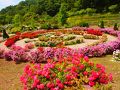 2013．6月★日本一のバラ園★花フェスタ記念公園