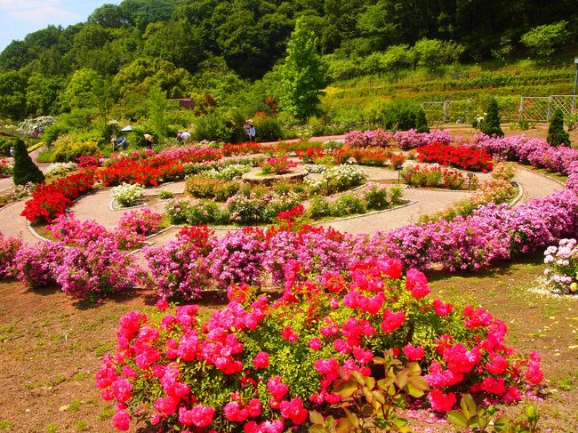 岐阜県可児市の花フェスタ記念公園でバラの開花が５月末にはピークを迎え、<br />６月上旬まで見頃という事で行ってきました〜<br />入園料は大人千円。高校生以下無料。