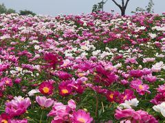 目にも鮮やか～～！！シャクヤクの楽園～～♪　☆色麻町・愛宕山農業公園シャクヤク園☆