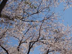 2013GW　東北ドライブ旅行　その１～桜咲く岳温泉から雪の八甲田へ～