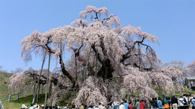茨城に遊びに来ている母を連れて、3年ぶりに三春滝桜を見に行ってきました。<br /><br />2010年、初めて滝桜を見に行き そのすばらしさに、<br />これは生涯で一度は見ておくべき桜だと思ったものです。<br />母も、ぜひ、見てみたい。連れて行って欲しい、と。<br />実は昨年も、行くつもりで、茨城までは来てもらっていたのですが、<br />予定より開花が早く、行くつもりの日にはもう、散り始めてしまったのです。<br />せっかく、遠くまで見に行くのだから・・・と昨年は滝桜見物は断念し、<br />今年はそのリベンジです。<br />今年の春は、梅は遅いが、桜は早い、と滝桜がいつ満開になるのか？ヒヤヒヤものでしたが、<br />母の2年越しの願いが叶って、満開の滝桜を見に行く事が出来ました。<br /><br />滝桜周辺の三春町と郡山市には他にもすばらしい桜の木が沢山あるのは知っていましたので、<br />2010年に見た桜の一部に 初めて見る桜も加え、<br />時間のある限り、あちこちと廻ってみました。<br /><br />沢山の桜、そしてデコ屋敷見物もあり画像が多いため、<br />旅行記は3部に分けて記載致します。<br />2013郡山・三春桜めぐり。<br />1 小野インター～滝桜～三春町<br />2 天神夫婦桜とデコ屋敷<br />http://4travel.jp/traveler/marimomaman/album/10783784/<br />3 雪村庵、弘法桜 夕暮れの桜花見<br />http://4travel.jp/traveler/marimomaman/album/10784044<br /><br />2010年の滝桜見物の旅行記はこちらです。<br />2010満開の三春滝桜 そして桜三昧 前半<br />http://4travel.jp/traveler/marimomaman/album/10451181/<br />2010満開の三春滝桜 そして桜三昧 後半<br />http://4travel.jp/traveler/marimomaman/album/10452692/