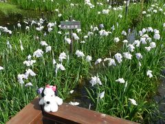 2012年季節の花だより◆『山田池公園』でハナショウブ鑑賞（大阪府枚方市）