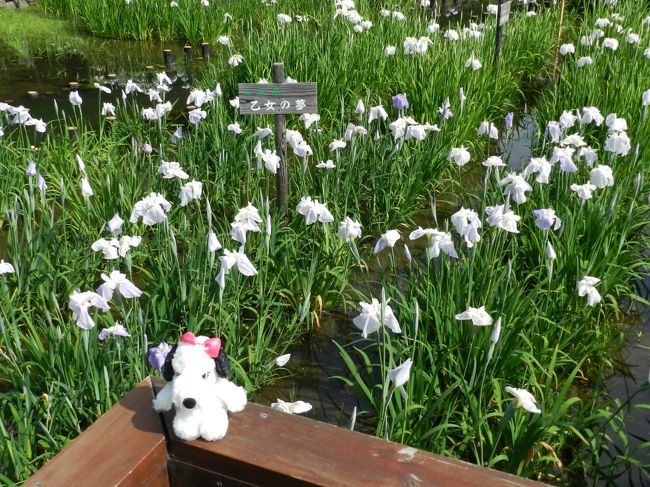 国道１号線から少し入ったところに大阪府が管理する「山田池公園」という公園があります。<br />大きな池とその周囲には四季折々に花が咲き、市民の憩いのスポットになっています。<br /><br />昨年6月のことですが、そんな「山田池公園」に花菖蒲を見に行こうとwifeの両親も誘って行ってきました。<br />wifeやwifeの両親は何度か訪れたことがあるようですが、JOECOOLは周辺道路は何度も通ったことがあるものの、中に入るのは初めてでした。