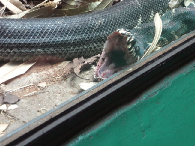 13年英国紀行 15 ロンドンリージェントパークとロンドン動物園 ロンドン イギリス の旅行記 ブログ By 三毛猫美花さん フォートラベル 13年英国紀行 15 ロンドンリージェントパークとロンドン動物園 ロンドン イギリス の旅行記 ブログ By 三毛猫美花さん フォートラベル