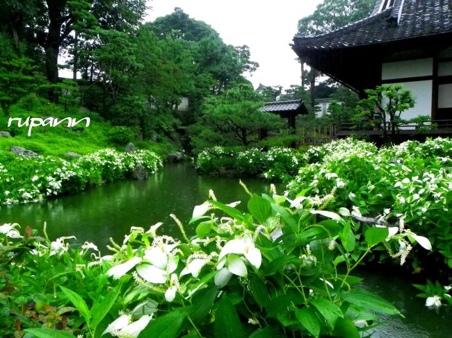 建仁寺塔頭 両足院 <br /><br />半夏生〔はんげしょう〕は<br />夏至を3つに分けた最後の3分の1の期間<br />夏至から数えて11日目の7月2日頃から<br />七夕(7月7日)頃までの5日間が半夏生<br /><br />半夏生はこの時期だけ<br />葉の一部を白くする不思議な植物です。<br />そこらにありそうな草だけど<br />これだけ群生して水辺を白化粧で飾る様は<br />あまり見られないと思うんですよ♪<br /><br />半夏生の名前の由来は<br />太陽の黄経が100°になる日の頃に<br />花を咲かせることに由来する説と<br />葉の一部を残して白く変化する様子から<br />「半化粧」とする説がある。<br />葉の片面(表面)だけが白くなることから<br />古くはカタシログサ(片白草)<br />とも呼ばれている。<br /><br />