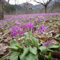 2013GW　東北ドライブ旅行　その３　～カタクリと水芭蕉と角館～