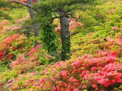 山一面が、つつじの朱紅色に染まる～～（はずだった・・）・・・！　☆気仙沼市・徳仙丈山☆