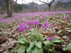 2013GW　東北ドライブ旅行　その３　～カタクリと水芭蕉と角館～