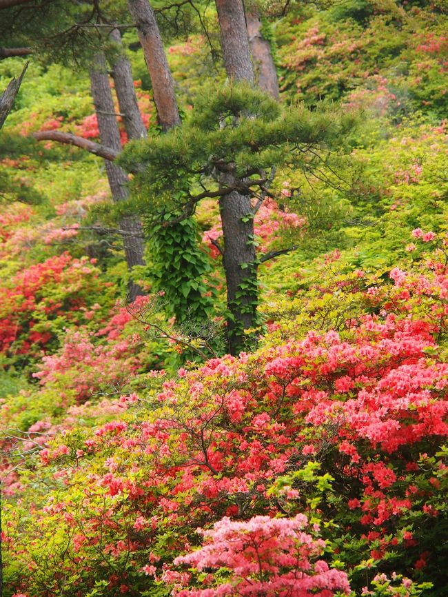気仙沼市に、つつじで一面が朱紅色に染まる山があるという。<br /><br />旧気仙沼市と旧本吉町（今は合併して気仙沼市）との境にそびえる標高７１１mの徳仙丈山は、日本最大級のつつじの群生地。<br /><br />約５０万株のヤマつつじとレンゲつつじが、新緑の山を朱紅色に染め、眼下に広がる太平洋のコバルトブルーと絶妙なコントラストを見せるという。<br /><br />写真で見かけるような、燃えるように真っ赤に染まった山を是非見たいな～～！と思ったが、気仙沼方面へ行くのは、車を使わないわが家にとって、ちょっとアクセスしにくい場所なんだよなぁ・・。 <br /><br />調べてみると、つつじの見頃時期に合わせて、ＪＲ気仙沼駅前から土日のみ無料シャトルバス（無料は今年だけのようだが・・）が運行されるらしい。<br /><br />ところが、そのバス便の時間は・・・気仙沼駅を８：５０か１１：２０発（１２：０５着）の２便のみ。朝いちはムリだから、１１：２０便で行くしかないとすると・・・帰りの便は、１１：５５か１３：２５発とやはり２便なので、１３：２５発で帰るしかない。正味１時間あまりしかいられないのかぁ・・・。う～～ん、ビミョー！！！<br /><br />あきらめようか・・と思ったいたら、「もとよし復興エコツーリズム」という日帰りバスツアー企画があり、それを利用すれば、仙台駅９時発で、現地までバスで連れて行ってくれるし、ガイドさんも一緒についてくれる・・とのこと・・。<br /><br />そのバスツアーのスケジュールならば、徳仙丈山に２時間あまり時間をとってあるようだし、その後、４月にリニューアルオープンしたばかりの道の駅大谷海岸でお買い物・・・という感じになっており、買い物して、復興にも少しは協力できるかもなぁ・・と思い、このバスツアーを申し込むことにした。<br /><br />ただ、最少催行人数が１５名以上ということで、ぎりぎりまで催行されるのかわからないのが頼りないところではあったが、もし催行されなければ、今年はつつじには縁がなかったということで諦めよ～～っと！と思っていた。<br /><br />毎日、開花状況をチェックしていたものの、今年は蕾の頃に雪が降ったため、花芽がかなり少なく、真っ赤に染まる光景にいつまでたってもならなかった・・・。<br /><br />そして、９日（日）のツアーは人数不足で催行中止となったが、８日（土）は催行決定！となり、ついに、８日のツアーに参加することとなり、期待に胸ふくらませ徳仙丈山へ・・・。<br /><br /><br />