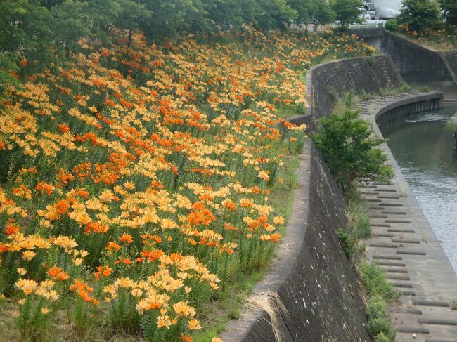 散策にぴったり掛川城大手門のゆり