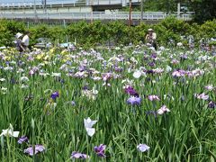 水郷潮来　あやめまつり