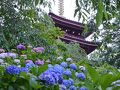 ２０１３年本土寺あじさい