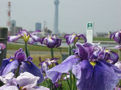 ’１３　葛飾菖蒲まつり＆柴又さんぽ１　堀切菖蒲園・堀切水辺公園編