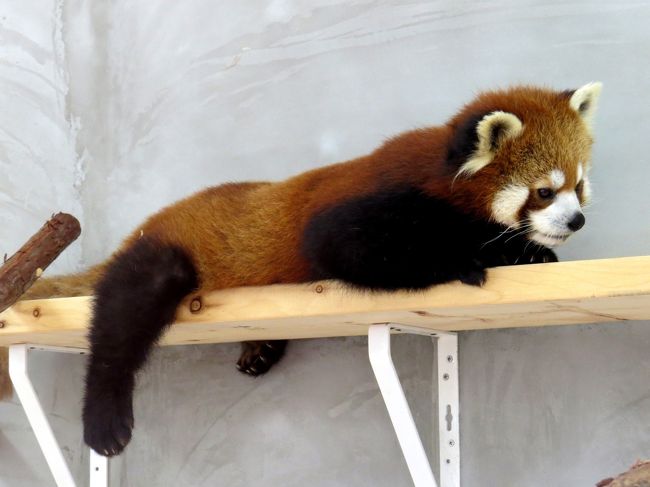 今日の朝、家を出た時点での目標は”京都市動物園で３月末に中国からやって来た２匹のレッサーパンダに会う”だったのですが、残念ながらその目標は朝１０時前の段階で未達成に終わりました（旅行記→http://4travel.jp/traveler/jillluka/album/10782978/）。<br />京都市動物園には来週にでも再度訪問しなくてはなりませんが、取り急ぎはまだ１０時前である今日をどう過ごすかです。<br />頭の中を今行きたい場所は様々に駆け巡ります・・・近い所では、京都市水族館、梅小路蒸気機関車館・・・、ほどほどの距離では、鯖江の西山動物園、岡山の池田動物園、伊勢の二見シーパラダイス、名古屋のリニア・鉄道館・・・等々。<br />いろいろ悩みつつも、結局やって来たのは静岡市立日本平動物園・・・まあ、懐は少々痛みましたが、時間的には余裕の日帰り圏内です。<br /><br />ここ日本平動物園は、日本のレッサーパンダの血統管理を行う種別調整者（コーディネーター）を務める園、しかし、以前は繁殖こそコンスタントでしたが、施設面では古い設計のレッサーパンダ舎が残る園でした。<br />しかし、昨年秋には立体的でレッサーパンダの能力を存分に引き出せる展示場・放飼場を持つ新レッサーパンダ館がオープン、そして、今年の春には更にレッサーパンダ飼育棟と言う新生児病院と介護施設を兼ねたような施設がオープンさせました。<br /><br />いくらレッサーパンダの種別調整者を務める園とは言え、ここまでの飼育環境の改善は素晴らしく、ここ半年の間に起こったドラスティックな変化は革命的ですらありました。<br /><br />昨秋以降、新レッサーパンダ館には何度か足を運びましたが、レッサーパンダ飼育棟が出来てからは初めての訪問・・・日本平動物園の本気さをひしひしと感じた訪問となりました。<br /><br /><br /><br />これまでのレッサーパンダ旅行記はこちらからどうぞ→http://4travel.jp/traveler/jillluka/album/10652280/ <br />