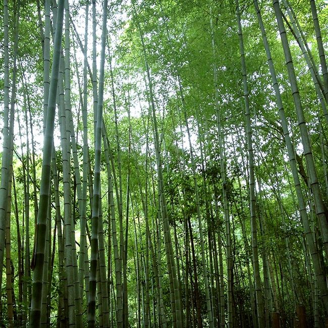 京都一周トレイル 西山コース（清滝～苔寺谷）