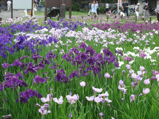 ’１３　葛飾菖蒲まつり＆柴又さんぽ３　水元公園の菖蒲・しばられ地蔵編