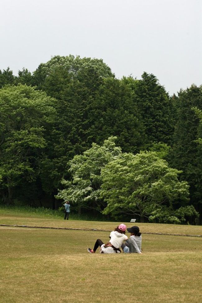 久し振りで名古屋市の北部にある森林公園に野草を見に行ってきました。天気はあいにくの曇天でしたが、その分暑くもなく散歩にはちょうどいい陽気。帰りがけには小雨が降り出し、散策を中断し帰路につきました。<br /><br />写真は、芝生広場に面して白い花を咲かせたナンジャモンジャ。