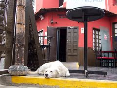 たくさんの幸せをくれたペルー12日間の旅 in 2013 その8 (リマ その2編)