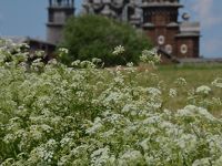 ロシアの世界遺産No.９ : オネガ湖に浮かぶキジー島の木造教会建築群