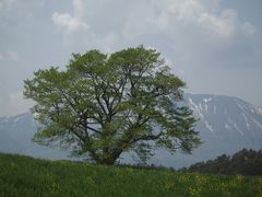 小岩井農場の1本桜