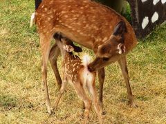鹿の赤ちゃん大集合！＜鹿苑＞