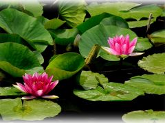 梅雨時の花をたずねて　（?）宇都宮水生植物園の睡蓮と花菖蒲