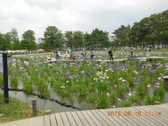 水元公園の花菖蒲・紫陽花