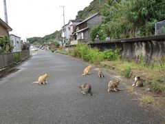 相物語アイモノガタリ−あいのしまキャッツ−