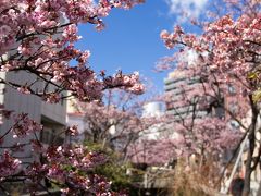 熱海/伊豆多賀/網代ぐるり旅【6】～梅香り、桜舞う。今年最初の春に出逢う～あたみ桜　糸川桜祭り2013